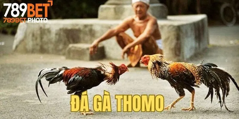 Đá gà thomo 789bet